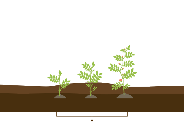 Branch Development Stage of Chickpea Crop