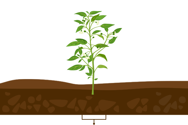 Flower Development Stage of Chilli Crop