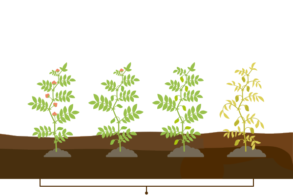 Pod Development Stage of Chickpea Crop