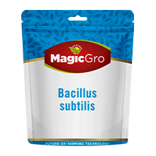 MagicGro Bacillus Subtils for Fungal Diseases