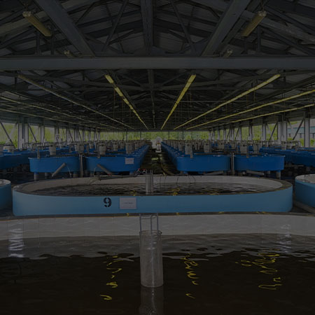 Recirculatory Aquaculture System (RAS) Probiotic Solutions by Organica Biotech