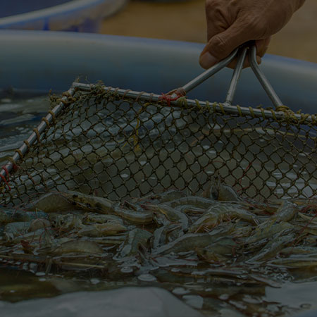 Shrimp Gut Probiotics by Organica Biotech