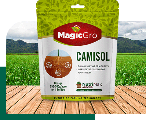 MagicGro Camisol