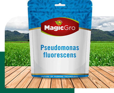 MagicGro Pseudomonas fluorescens - Solutions For Crop Resilience