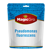 Pseudomonas-Fluorescens