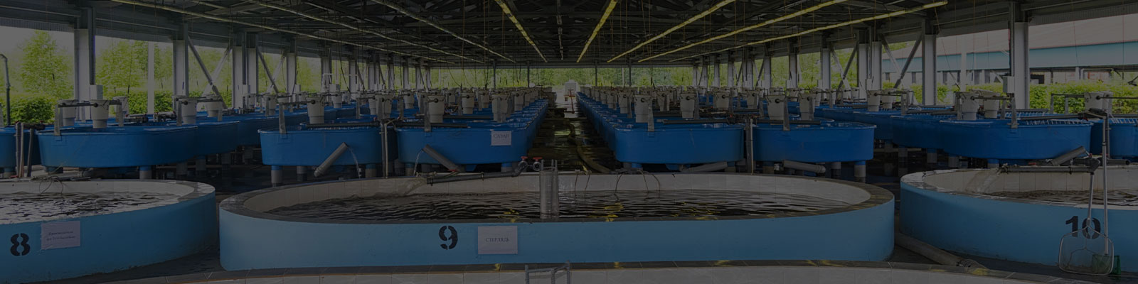 Recirculatory Aquaculture System (RAS) Probiotic Solutions by Organica Biotech