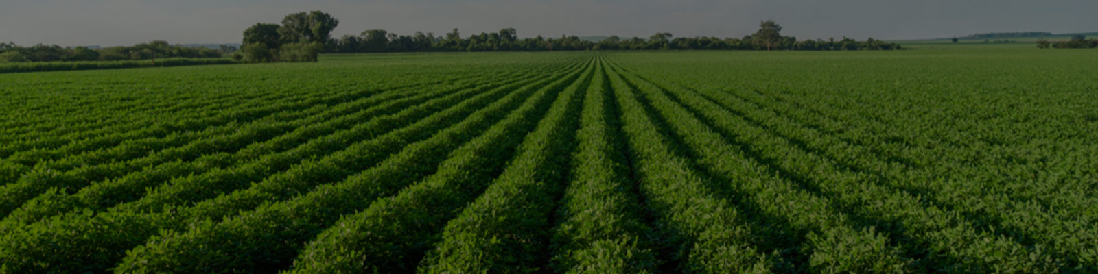 MagicGro Camisol - Secondary Nutrients Assimilation Solution