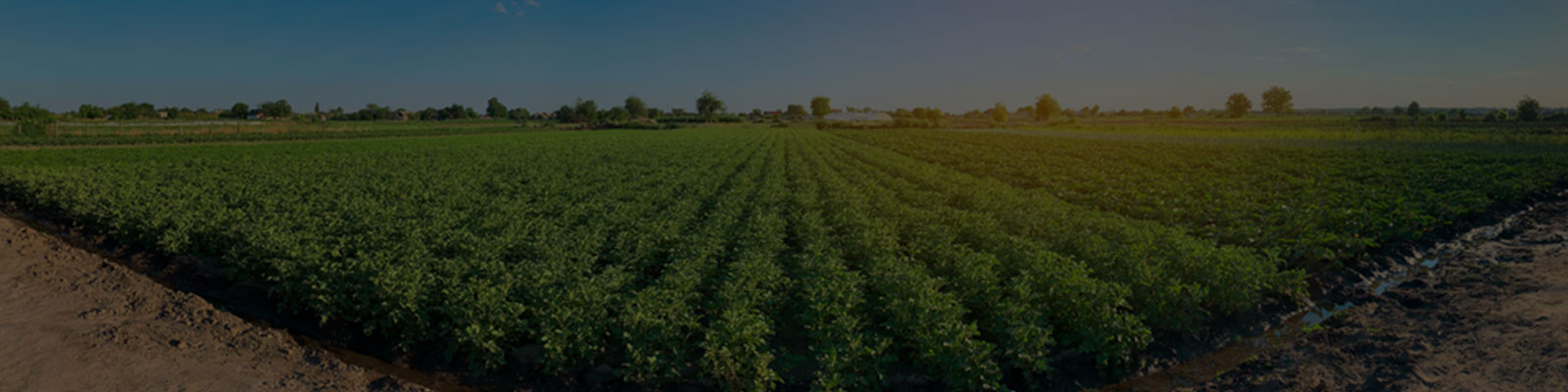 Website-Banner