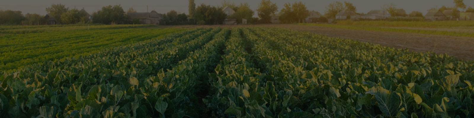 Website-Banner
