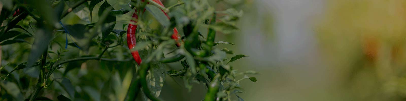 chilli-banner-img