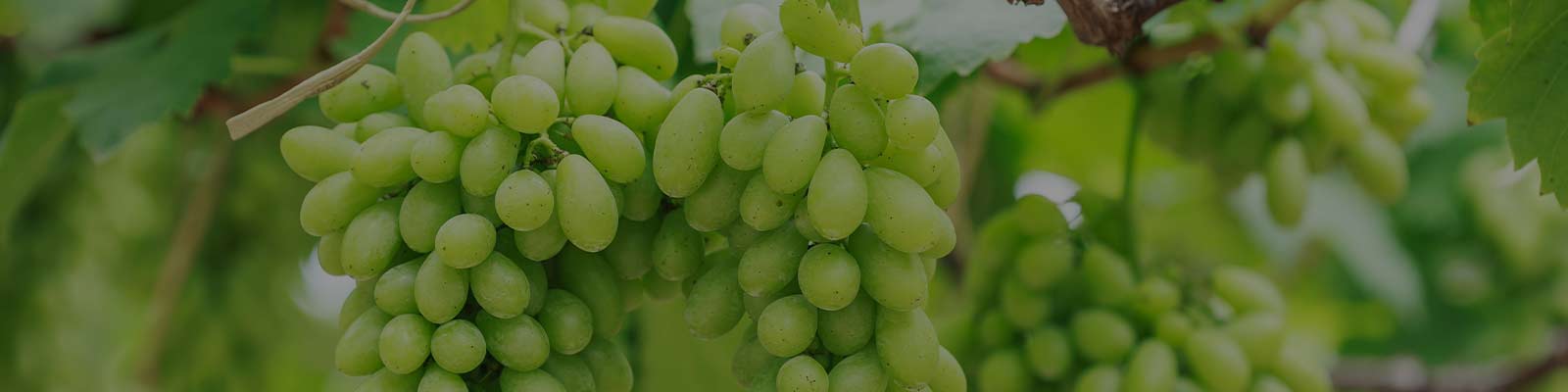 Grape Farming Solutions