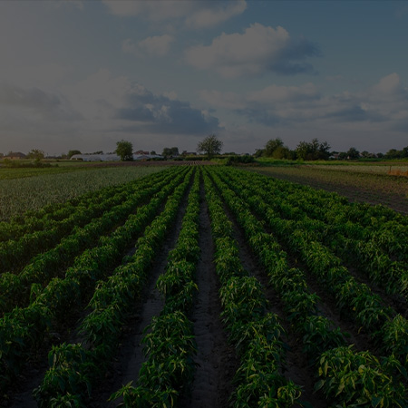 MagicGro Pochonia Chlamydosporia - Resilience Against Nematodes